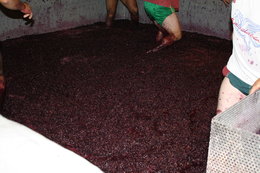 Vintage/LBV/Colheita